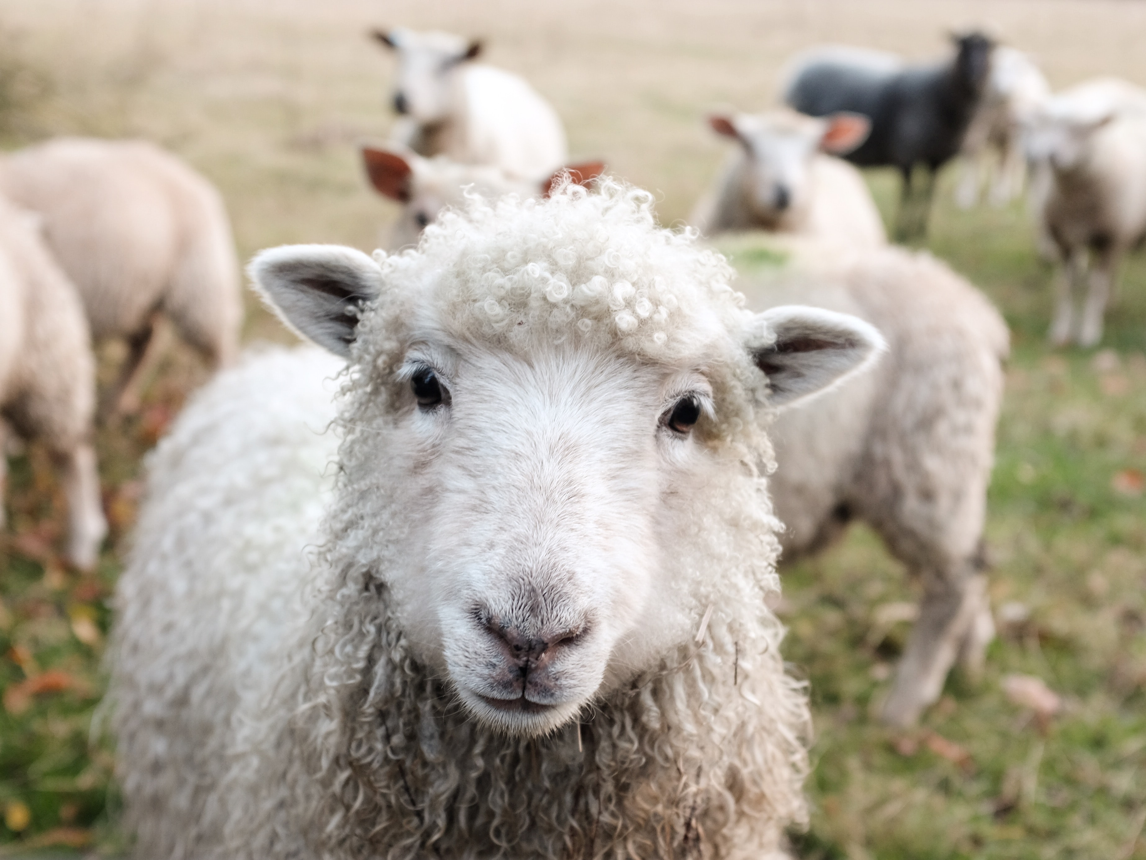 White woolly sheep looking at the viewer. Other sheep in the background stood on grass.